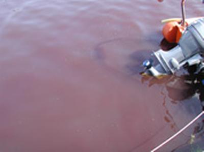 A red tide is a term often used to describe a discolouration of estuarine or coastal waters caused by a proliferation or ‘bloom’ of microscopic algae. 