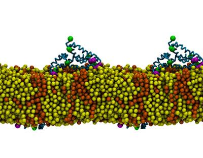 Molecular dynamics simulation showing the aggregation of the NS4B protein on the bilayer surface.