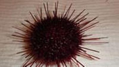 Polar sea urchin from the Antarctic