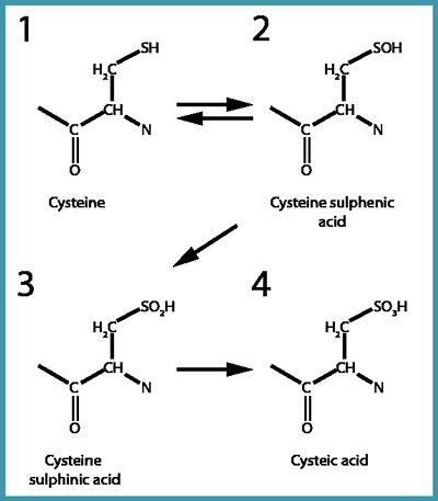Example of reversible & irreversible oxidative modifactions to an amino acid thiol (-SH) group (Sheehan, 2006)