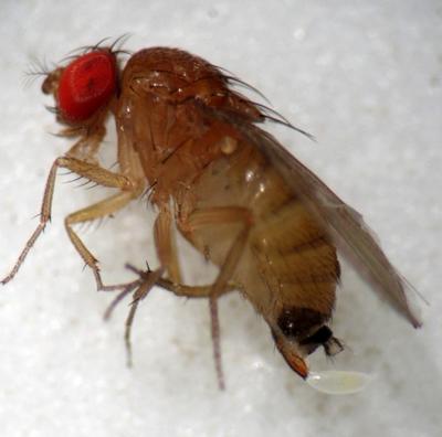 Female Spotted Wing Drosophila with egg protruding from its ovipositor. (Image copyright, Bethan Shaw)