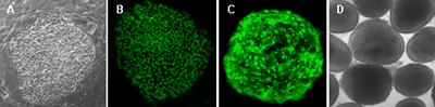 A phase contrast image of a hES cell colony cultured on mouse embryonic fibroblasts (A). Pluripotency verified using immunocytochemistry for OCT4 (B) and TRA-1-60 (C). Embryoid bodies (D) generated fr