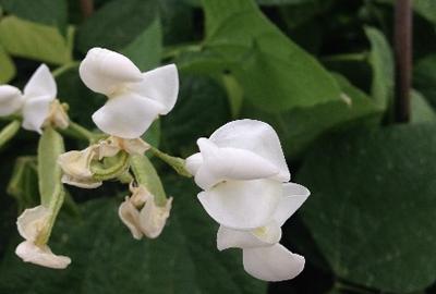 Lablab Flower (hyacinth bean)
