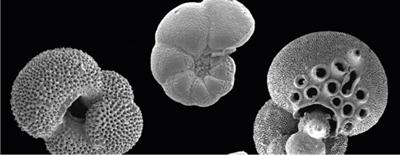 Eocene planktonic foraminifera