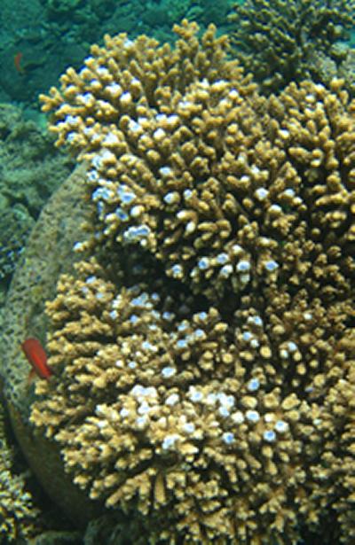Red Sea Acropora coral shows blue colours in response to mechanical damage