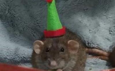 Rat in a hat