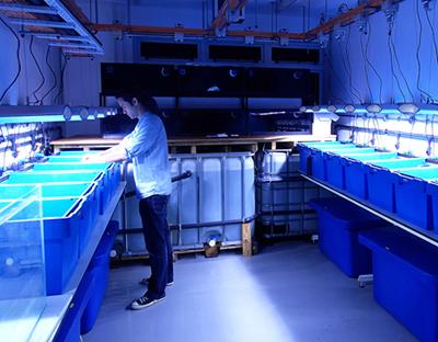 Coral lab radiant color picture