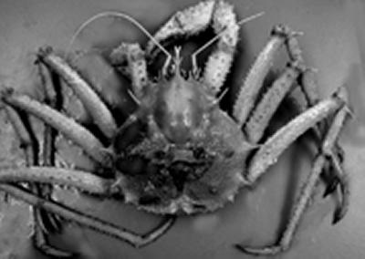 The only king crab species yet recorded from the seas around the Galapagos Islands