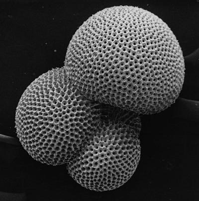 Example of a microplankton called foraminifera: Globigerina, diameter 0.5mm (Photo: Hannes Grobe)