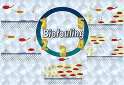 Biofouling detection