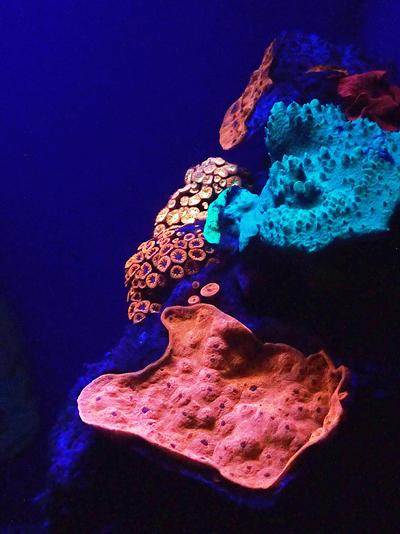 Fluorescence of corals of the Red Sea