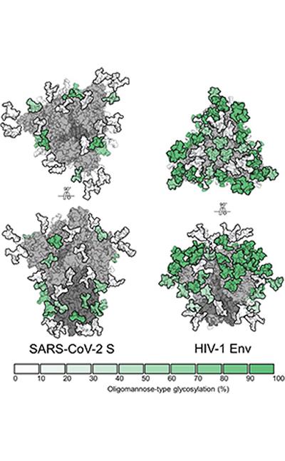 Analysis of the SARS-CoV-2 glycan shield