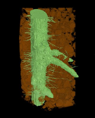 3D image of live wheat root hairs 
