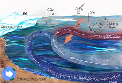 Meridional circulation and CO2 fluxes in the Southern Ocean.