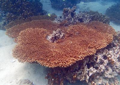 This Acropora and numerous other coral species from the Gulf survive in the hottest waters of the world. Image credit: J. Wiedenmann