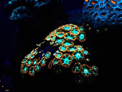 Glowing coral