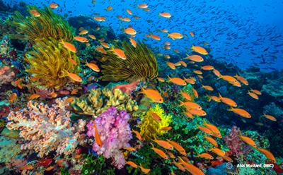 Brightly coloured coral reef