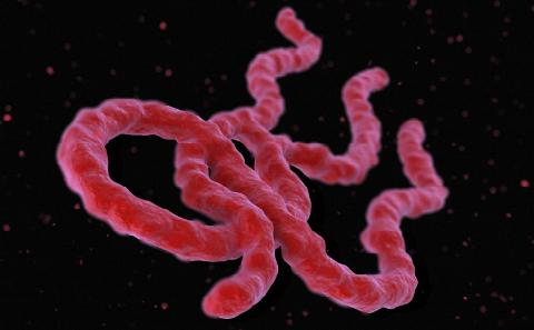 Ebola, Credit: Maurizio De Angelis