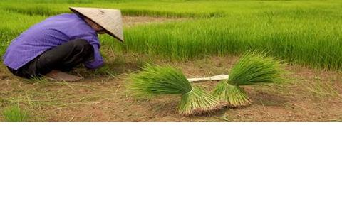 Woman working in rice field