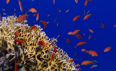 Coral