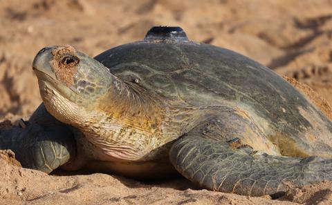 Turtle on a beach