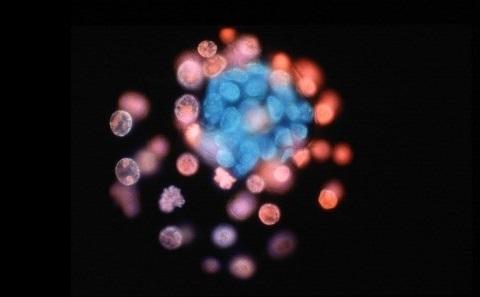 Blastocyst. Credit: Alan Handyside