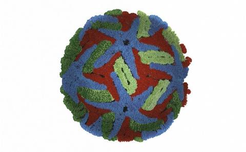 Dengue virus illustration