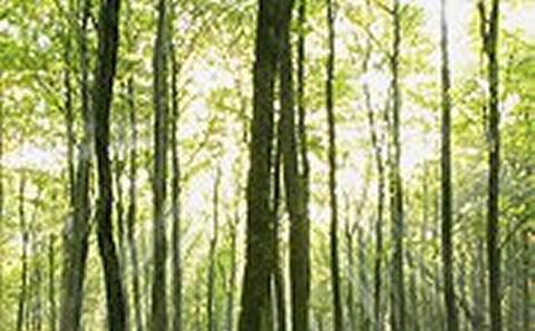 Green Forrest