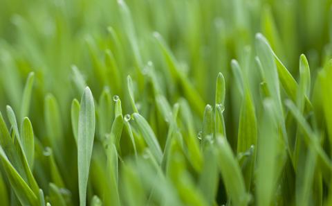 A close up image of grass