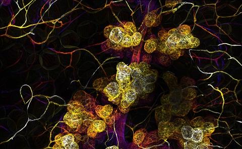 3D confocal imaging of the mammar