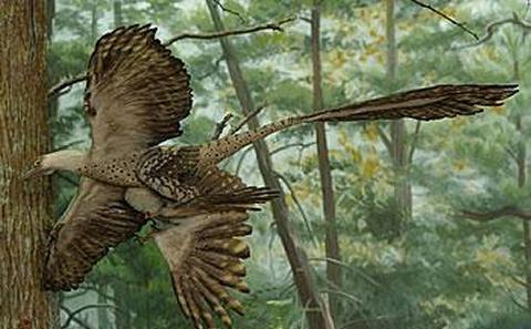 Microraptor