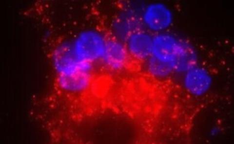 B cells (blue) recognising antigen