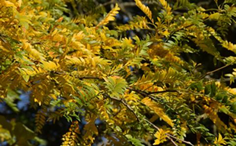 Yellow and green leaves on a branch