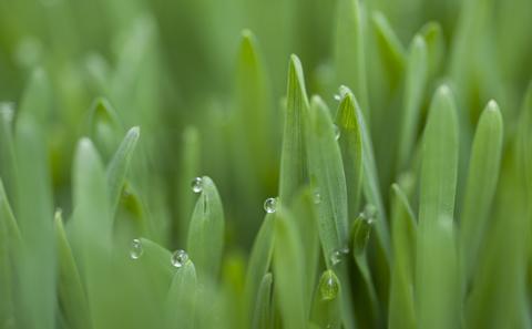 grass