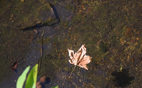 Leaf