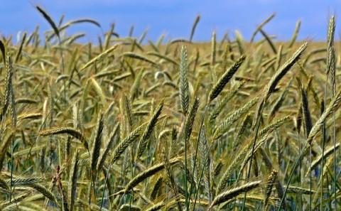 Crop Seminar Series