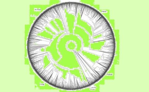Evolution Tree Diagram