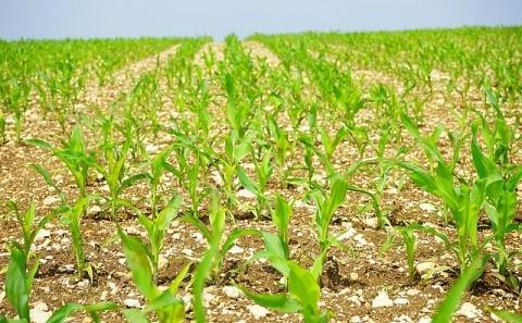 Crop Systems Engineering Series