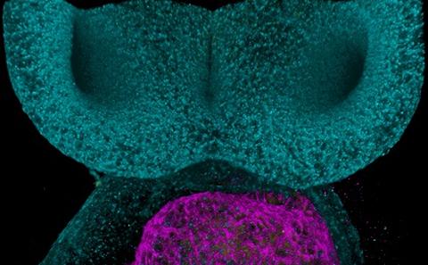 Image credit: Prof Sumeet Mahajan