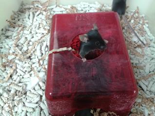 Mouse in Housing with Enrichment