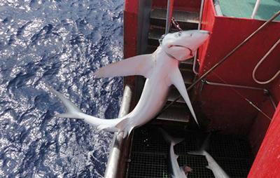 Blue shark caught in N Atlantic