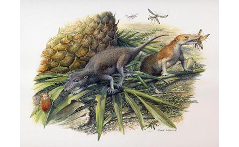 Morganucodon and Kuehneotherium