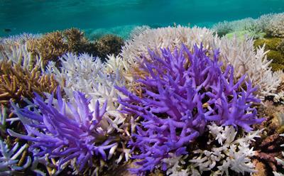 Mysterious Glowing Coral Reefs Are Fighting To Recover | University of  Southampton