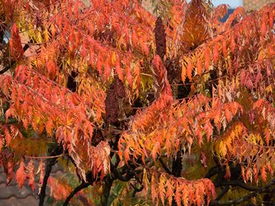 Red autumnal leaves