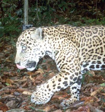 Jaguar caught by camera trap