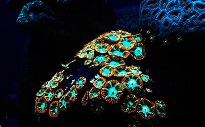Fluorescent properties of coral