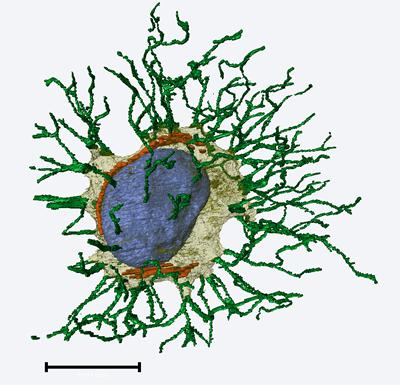 TCES osteocyte