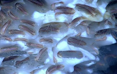 Deep-sea ice worms
