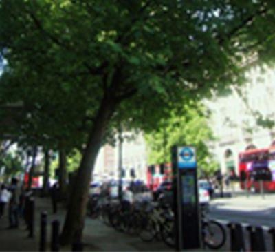 Urban tree in London