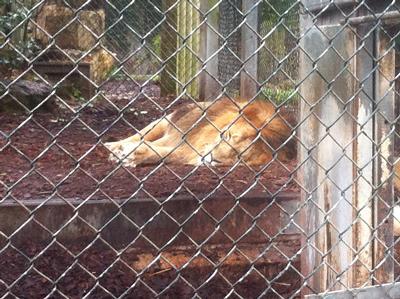 Image of Lion at Bristol Zoo